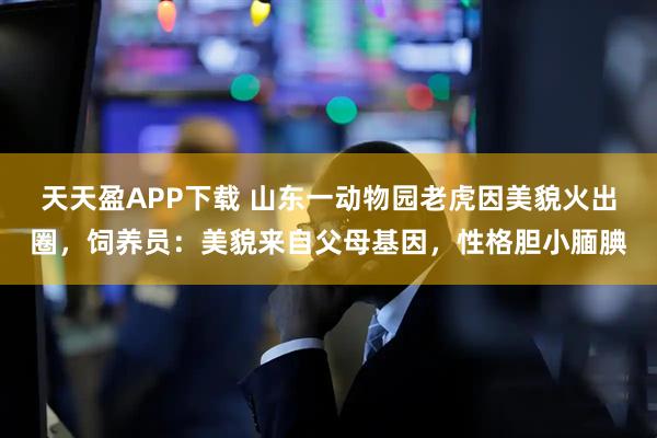 天天盈APP下载 山东一动物园老虎因美貌火出圈，饲养员：美貌来自父母基因，性格胆小腼腆